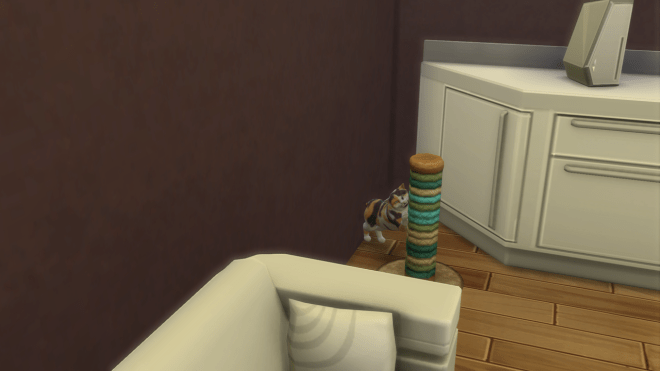 cosmo the cat in the new house